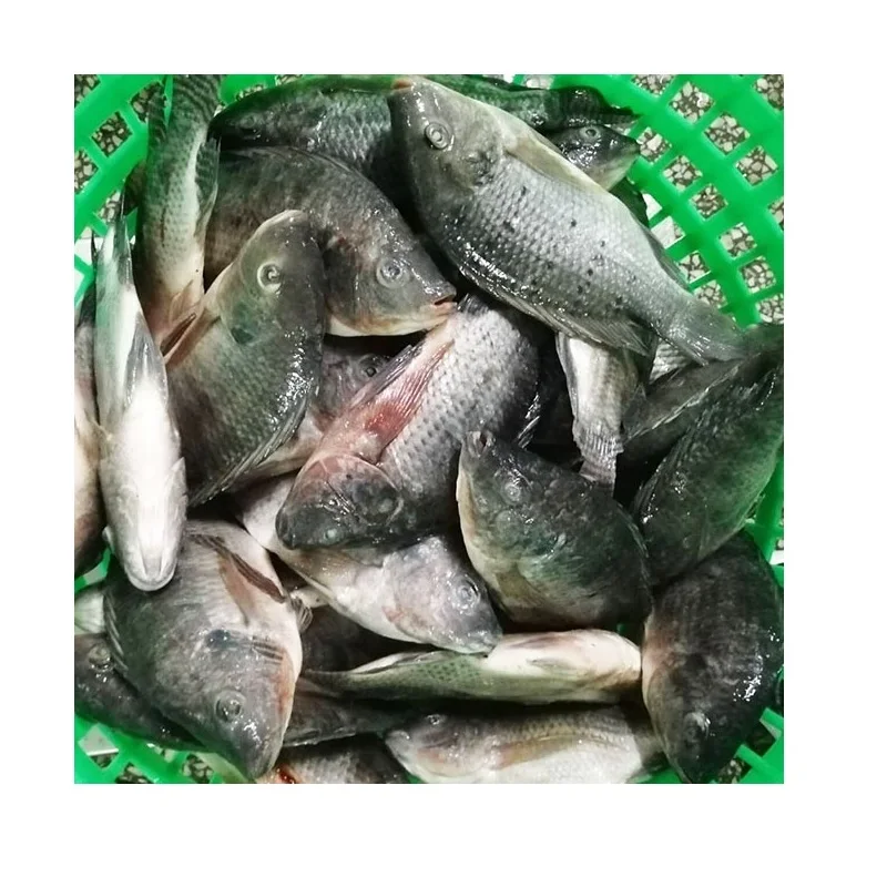  Свежие рыбные филе тилапии морепродукты лучшая замороженная без кожи не требующая химической