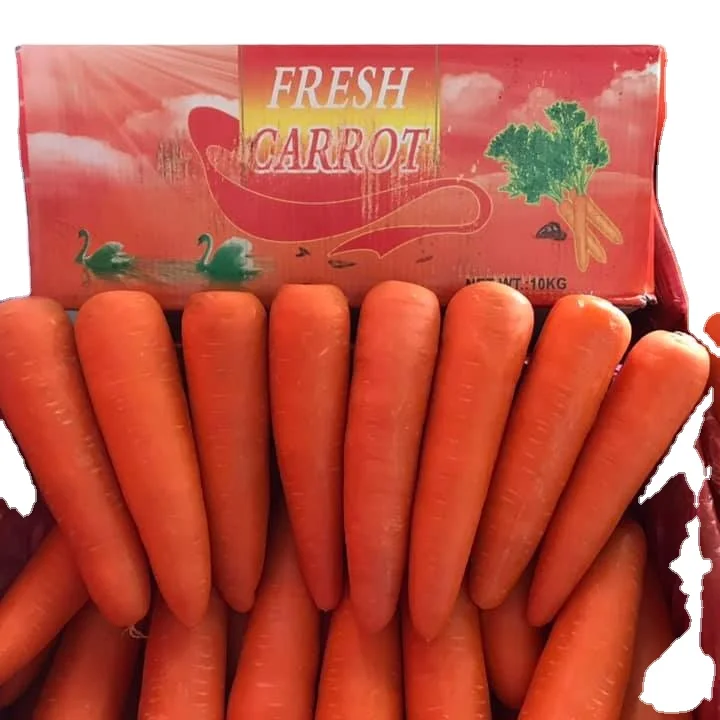 New Crop Red Carrot Wholesale Price Export / Vegetable with High Quality Sweet Crisp China Carrots Fresh