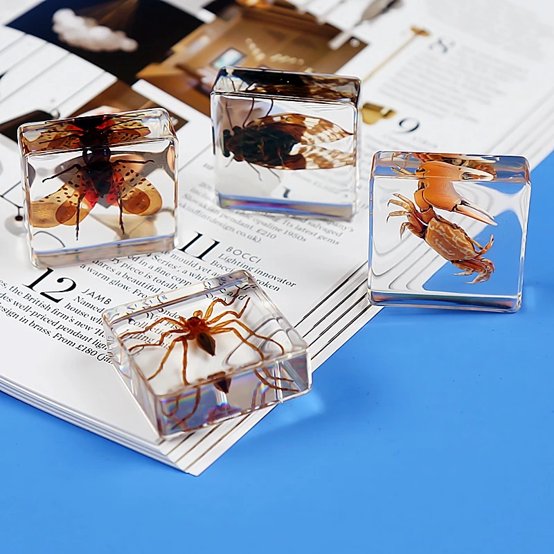 
Many types of embedded specimens Cheap acrylic resin biological plant real insect specimens 