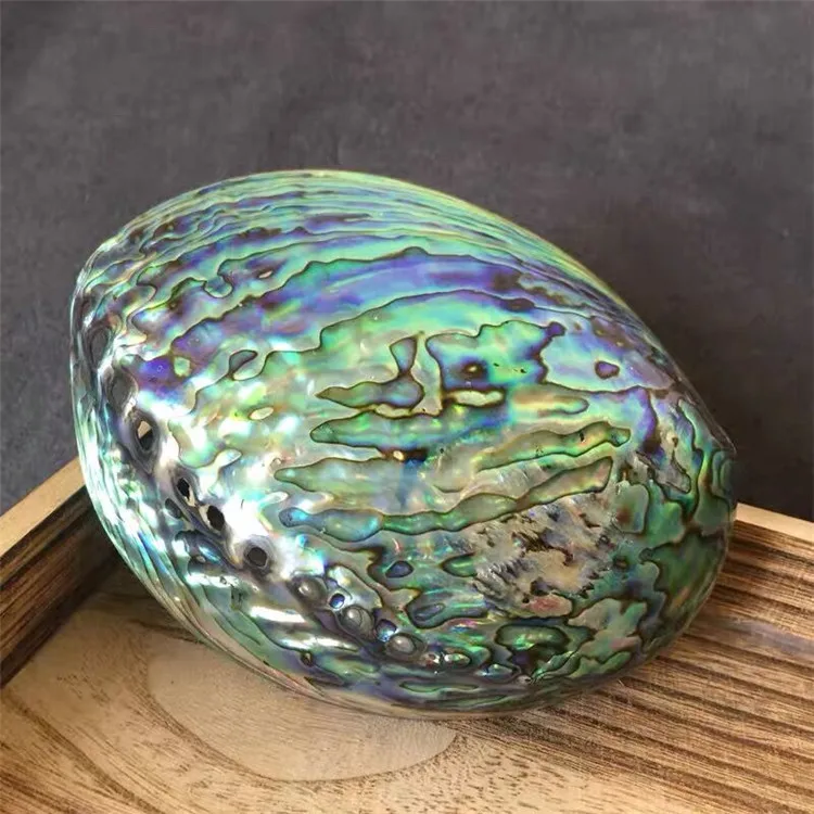 10-12cm Natural Craft Seashell Polished Chakra Gift Box Abalone Shell