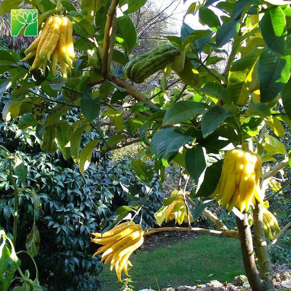 Растительная ферма, недорогая, оптовая продажа, саженцы деревьев цитрусовых, лекарств, Будды, саженцы деревьев