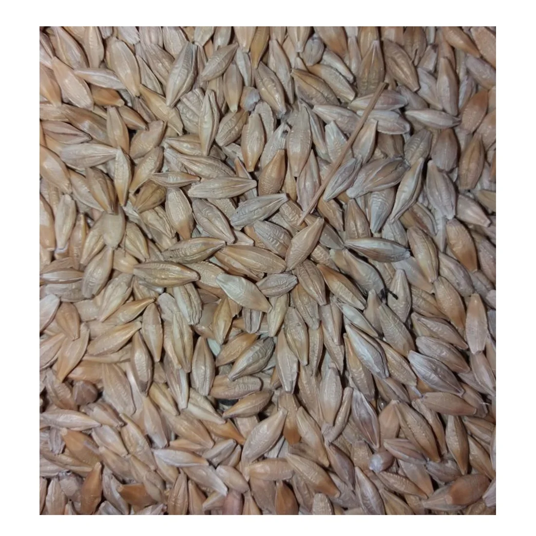 Barley grains healthy food animal feed for chickens for birds wholesale natural bulk organic non-GMO cereal grains