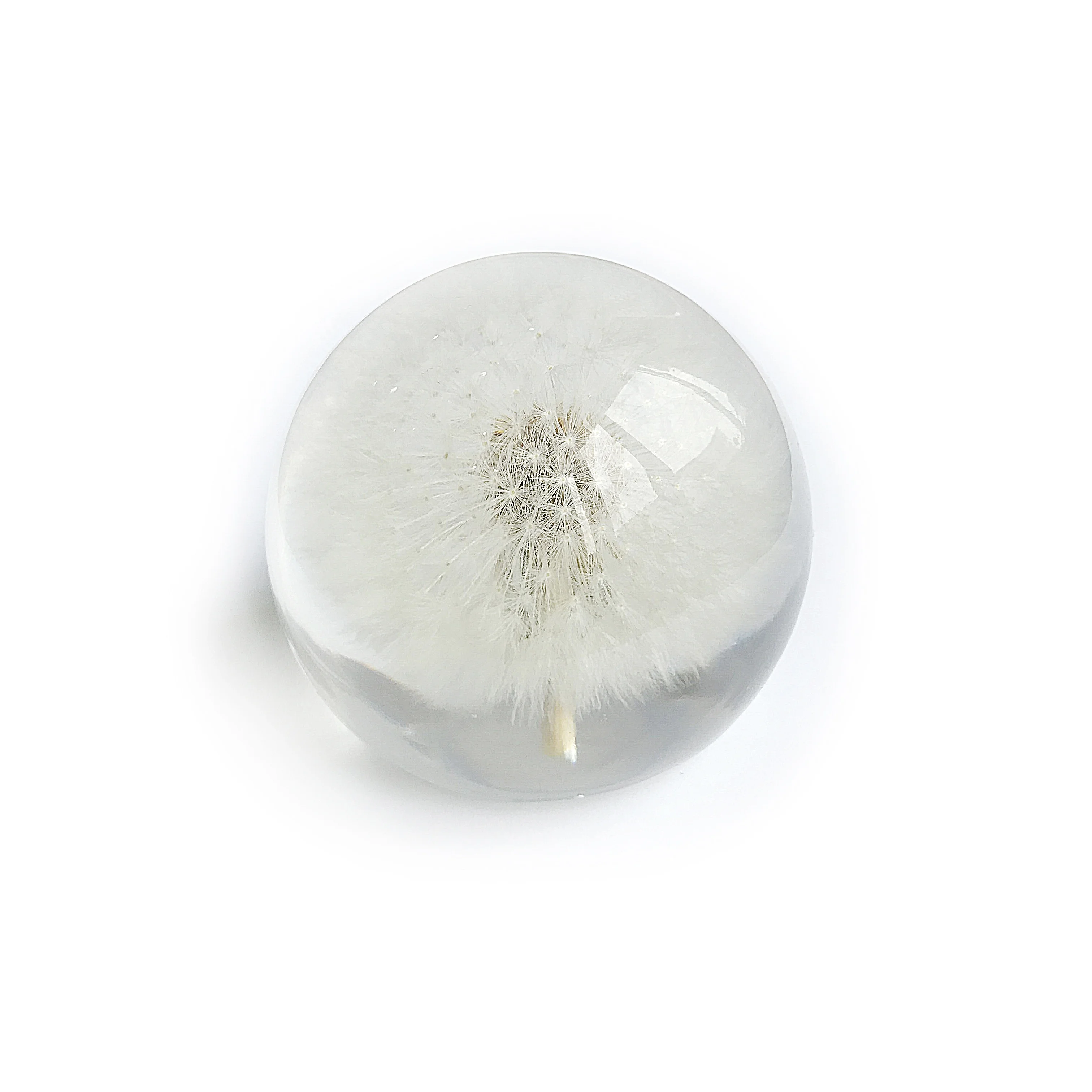 Hot Selling Sphere Real Dandelion Globe Home Decoration Wedding Guest Gifts