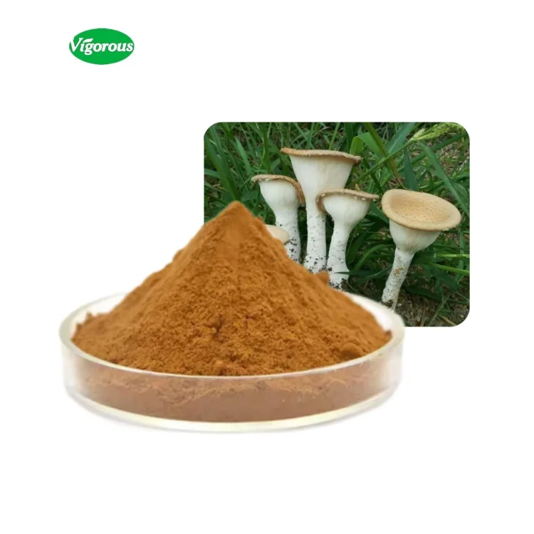 Free samples Health Tiger milk mushroom King tuber mushroom  extract