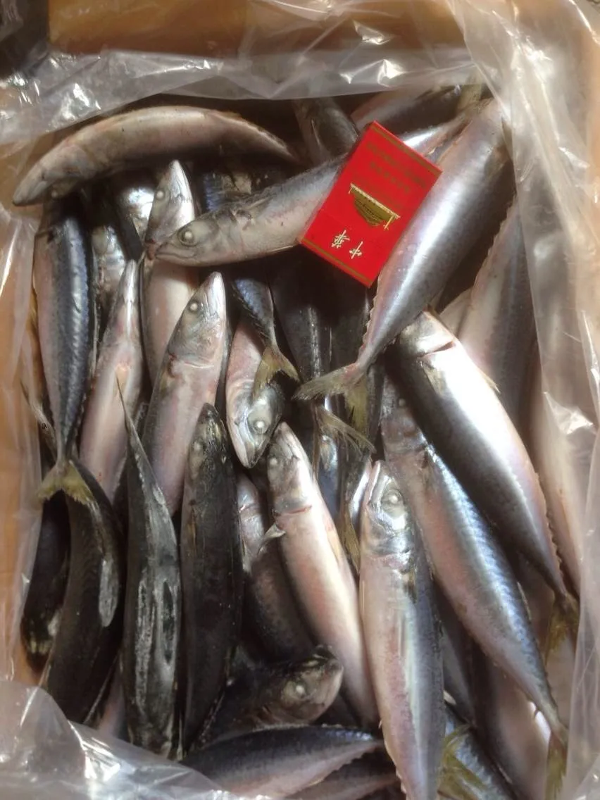 Frozen Seafood Frozen Pacific Mackerel Fish Supplier For Thailand Market
