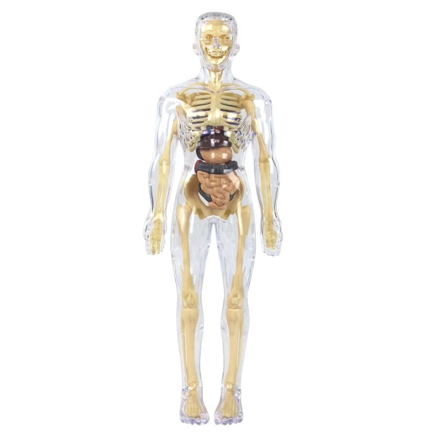 Human Torso Teaching Model Human Body Skeleton Organs Structure Science Model Human Body Assembly Toy for Kids