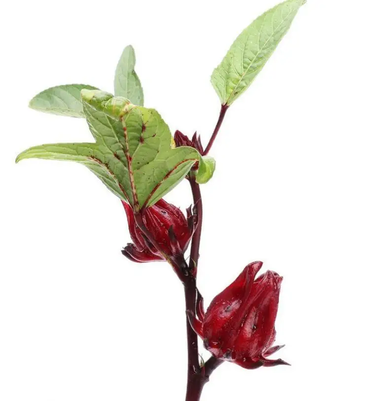 500 г натуральный Новый havested NON-GMO семена Hibiscus