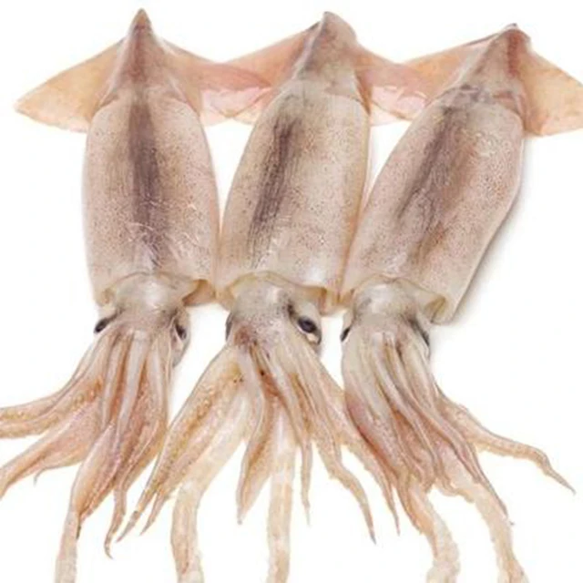 Wholesale Hot Sale High Quality Cheap Price Frozen Giant Squid For Sale