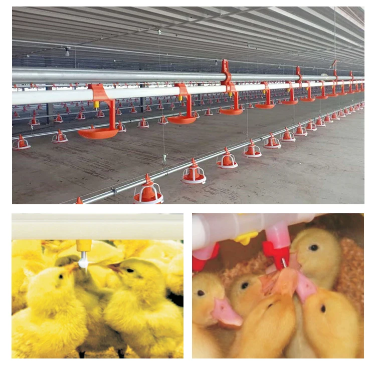 High Quality Poultry Farm Automatic Pan Feeding And Drinking Line chicken nipple drinker with cup For Chicken House
