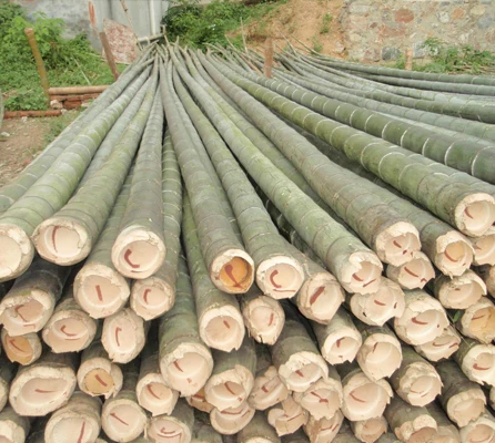 Moso Bamboo Poles For Construction,Big Size Bamboo,Big Bamboo Poles, 18ft Support Sticks for Tree
