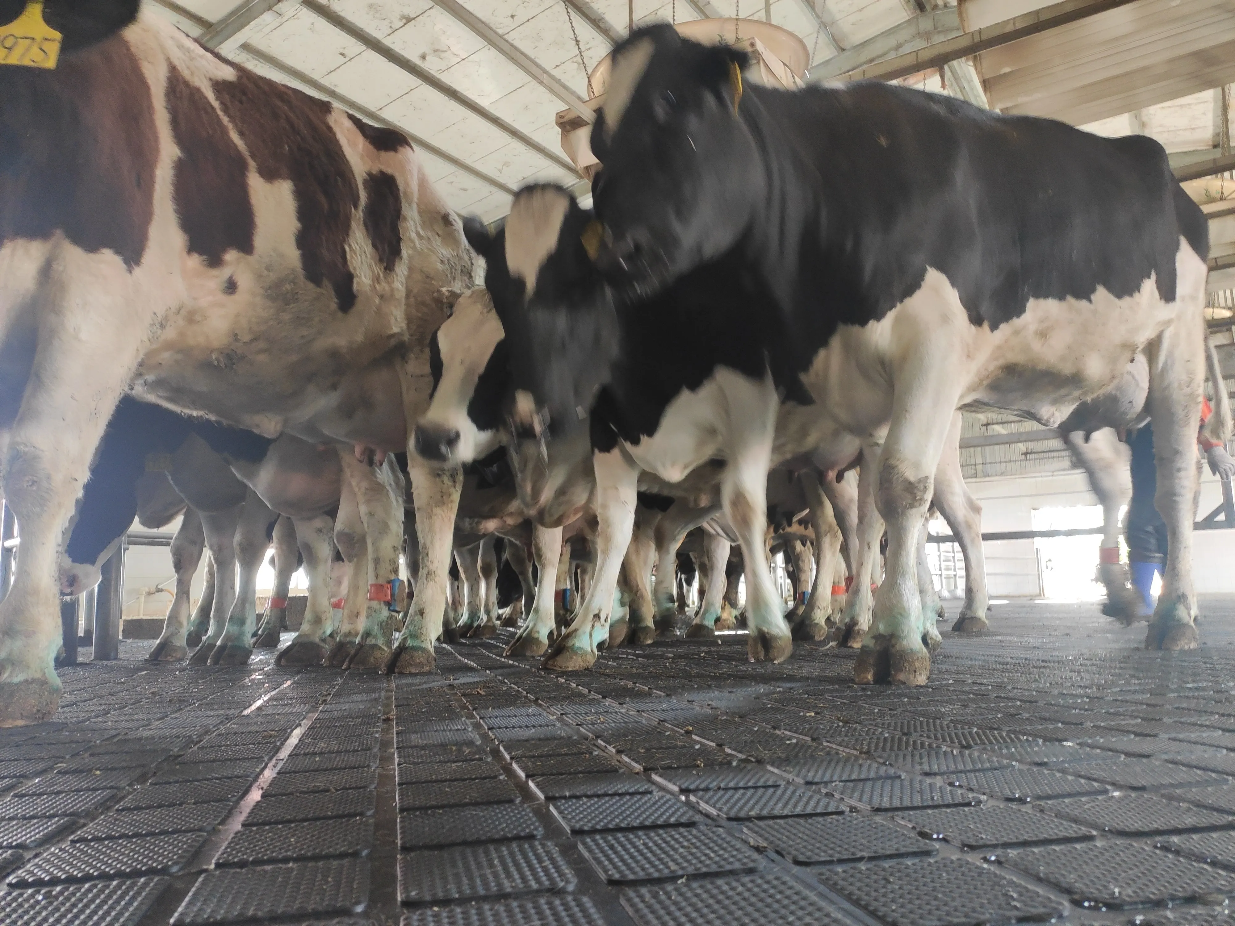 резины для коров /Резиновые маты для коров и КРС