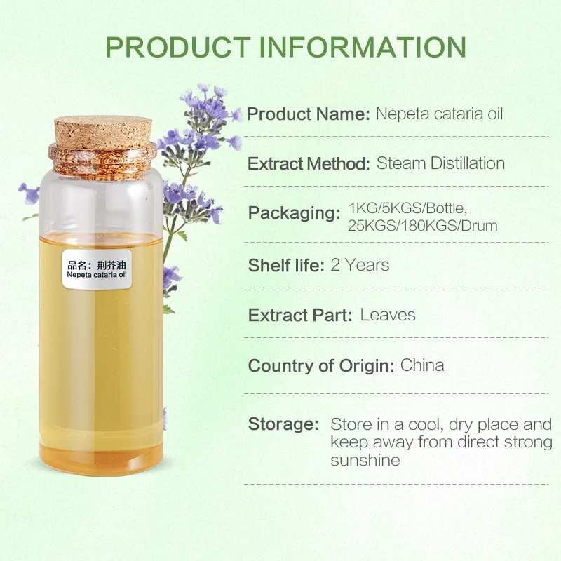 factory bulk natural plant extracted  catnip oil cat mint oil nepeta cataria hoja oil for weight loss