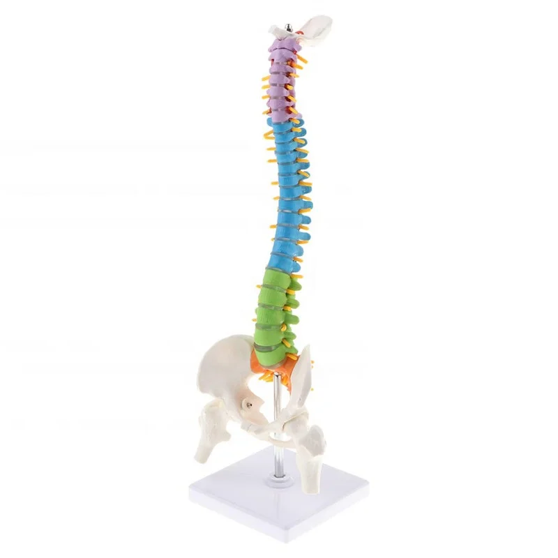 85cm Colored Medical Anatomical Super Flexible Spine Model YJ715