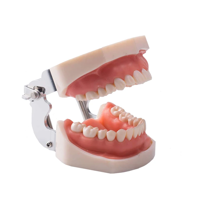 Dental Practice Model Life Size Human Teeth Model Dental Orthodontic Model