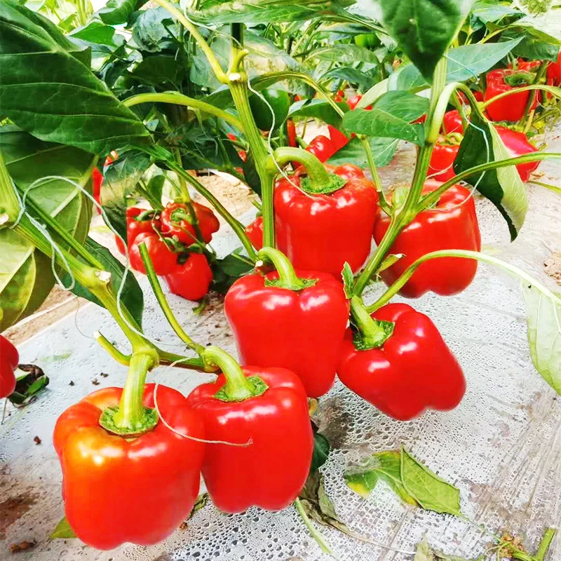 
From the Netherlands high-yielding hybrid sweet chilli colour colourful pepper seeds 