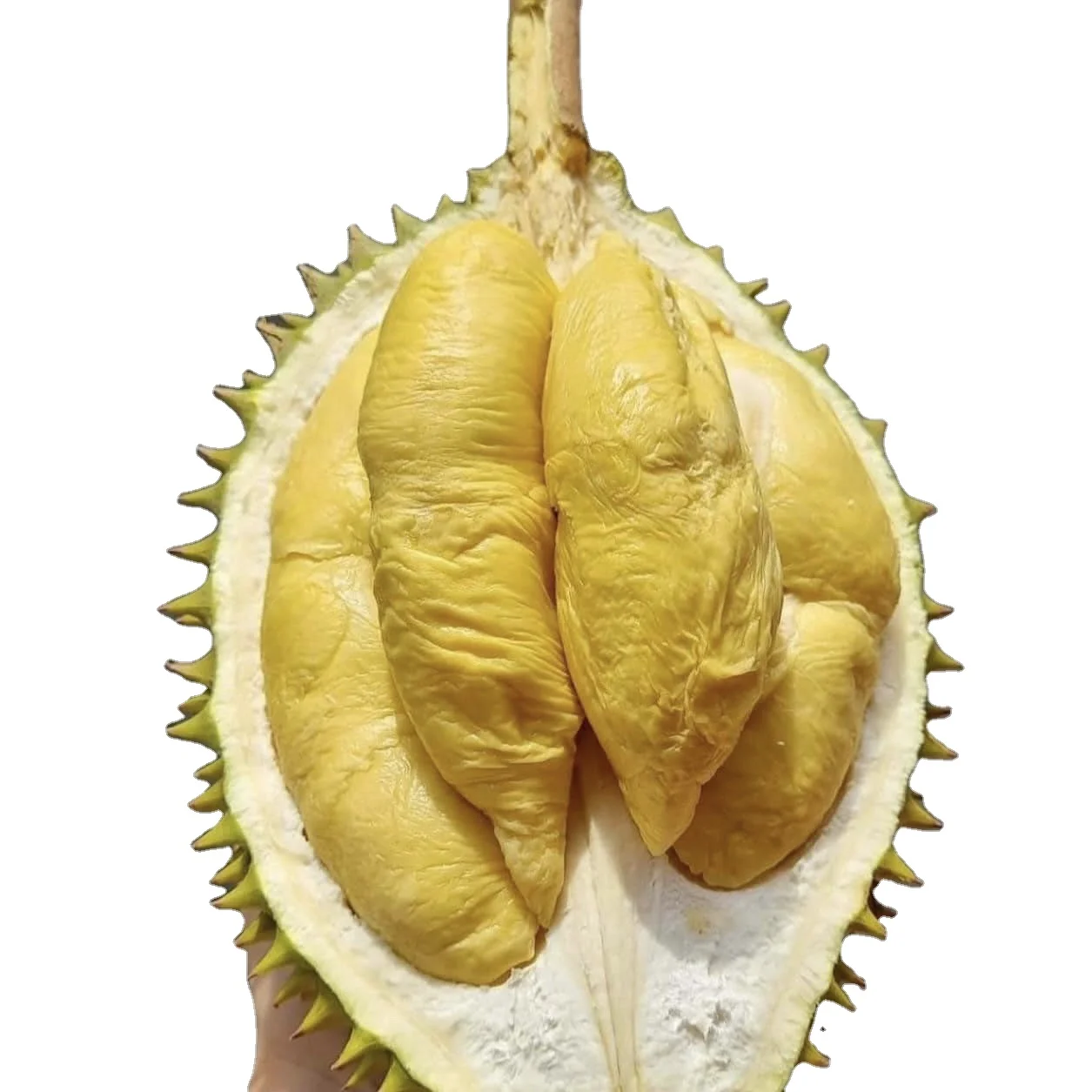Vietnam Fresh Durian Type Monthong Ri6 Premium Quality Best Price