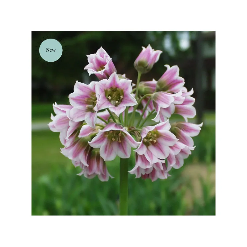 Красивая атмосфера Crocus Romance Ect Gll весенние цветы и бабочки коллекция садовая упаковка