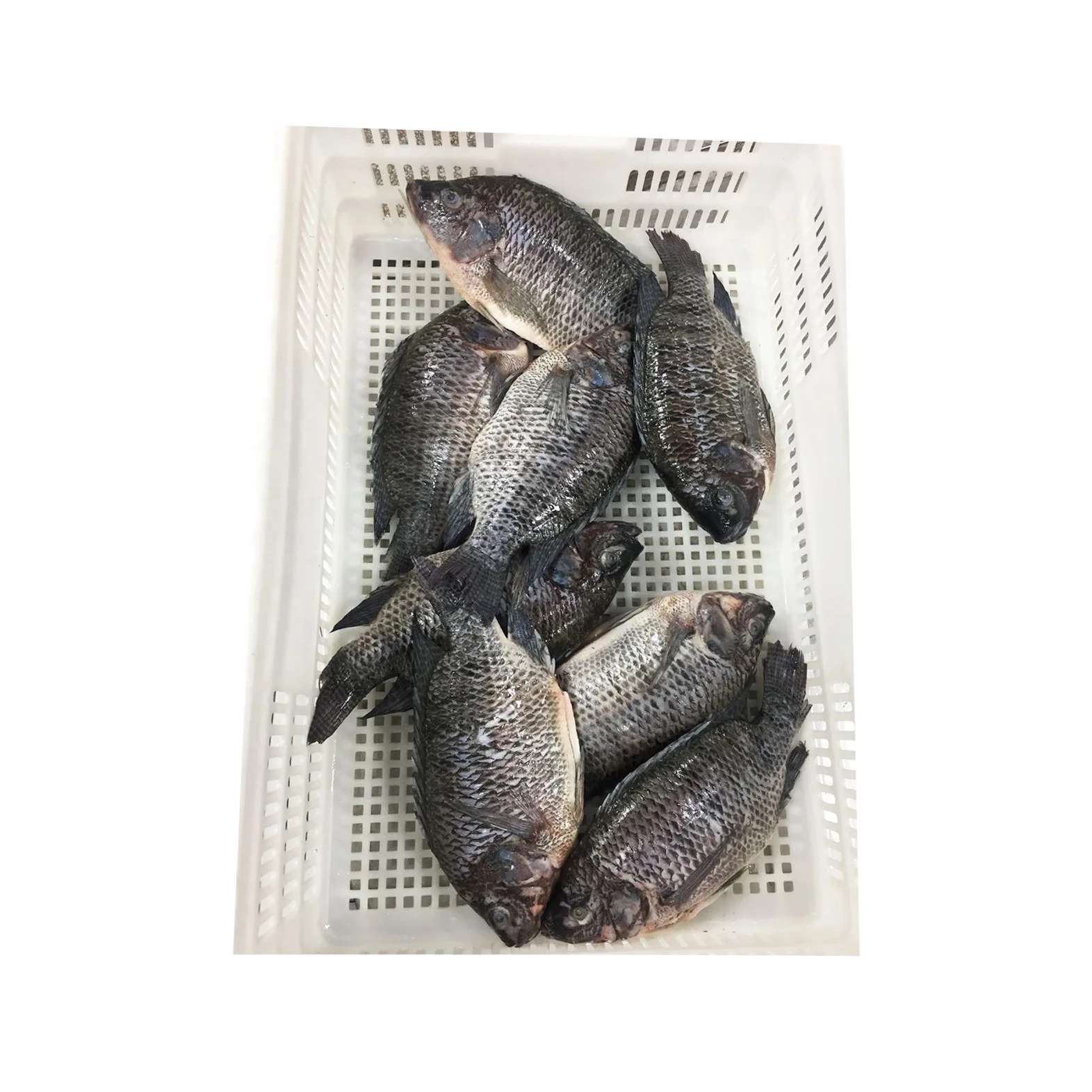 Supplier Wholesale Seafood Price Per Kg Whole Frozen Black Round Tilapia Fish WR fresh frozen Black Tilapia  800-1000g