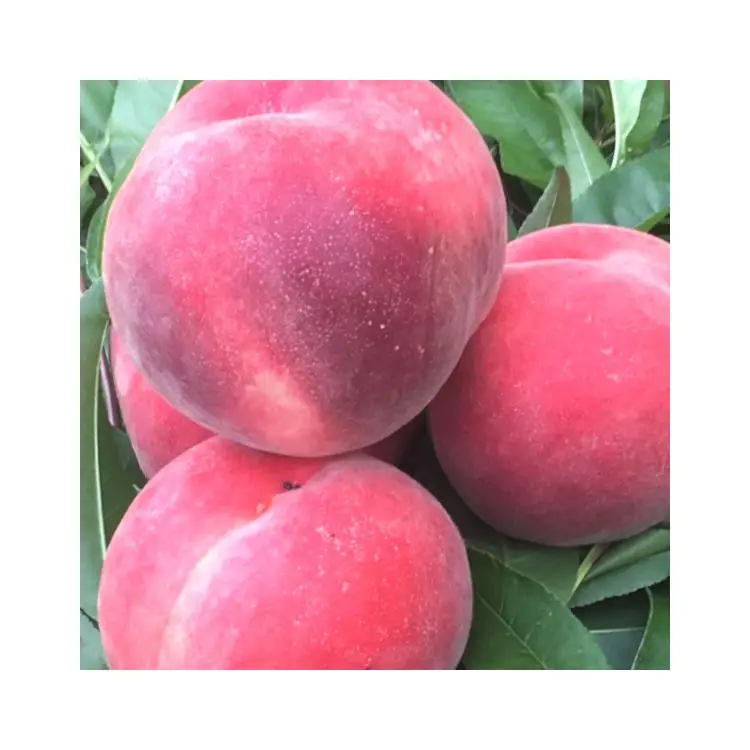 Лидер продаж, сумка для защиты свежести китайского производства, большая форма, сладкая, Cangfang, свежая пешь