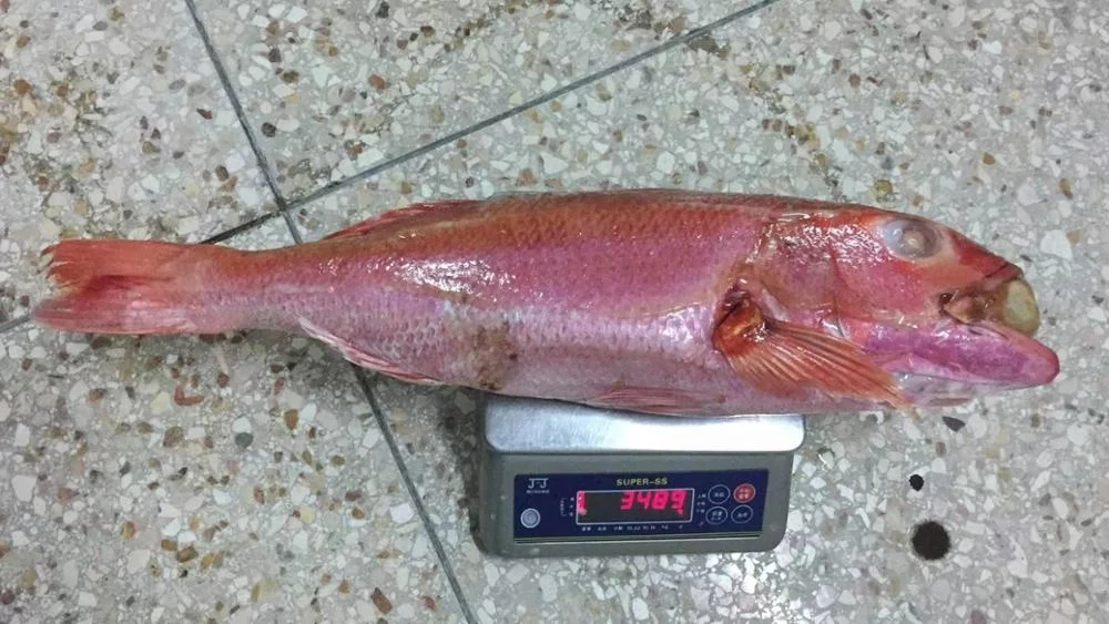 Frozen Red Golden Line/ Red fish from Indonesia