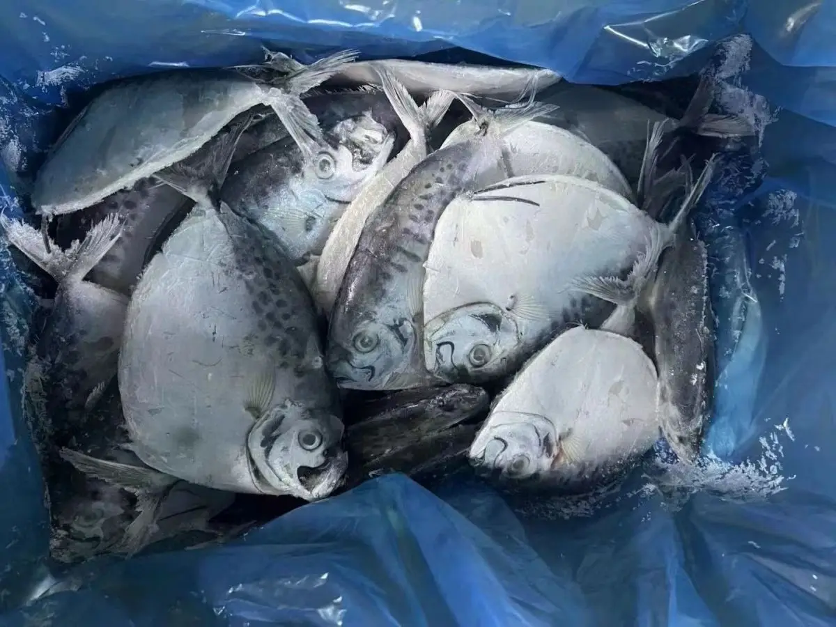 Highly Demand Seafood Frozen Moon Fish for Indonesia Market