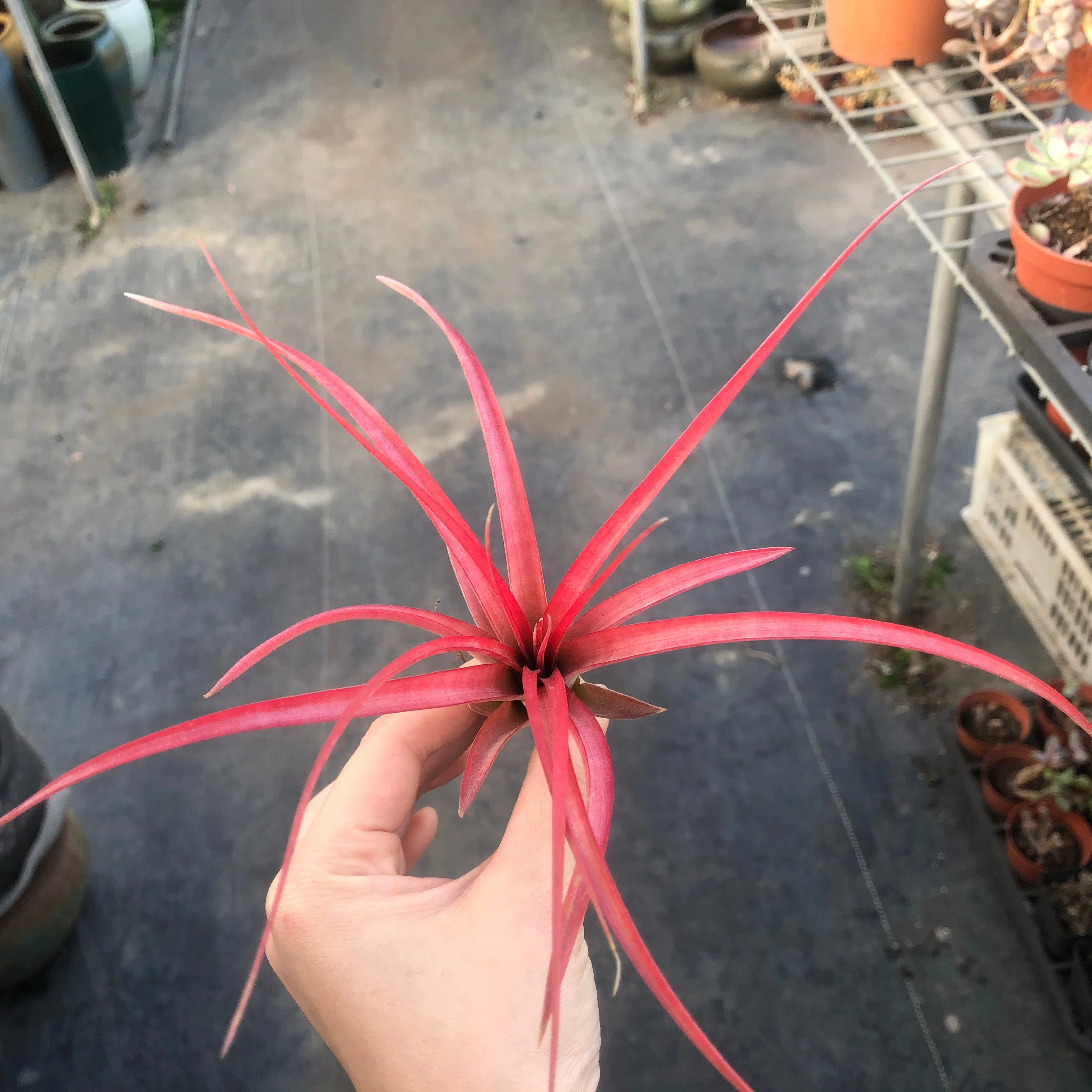 
 Оптовая продажа, специально для коллекции воздуховодов Tillandsia Ionantha  