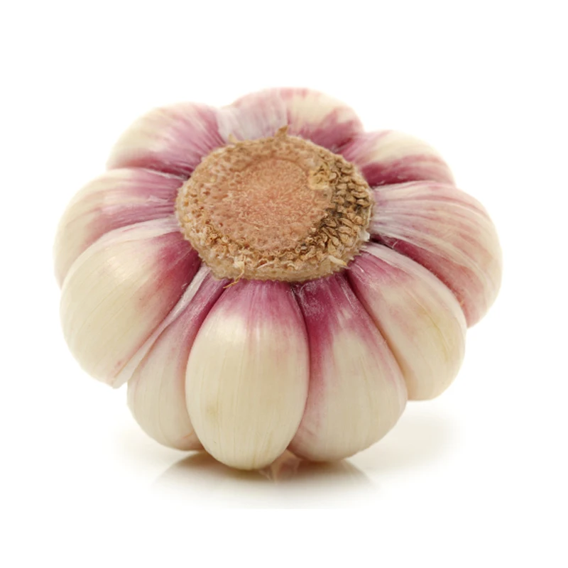 Natural Fresh Garlic Supplier Available Affordable Price