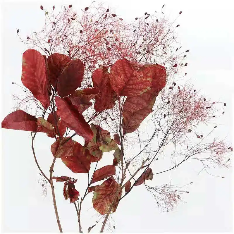 Decorative Dreamy Preserved Plants Flowers& Wreaths Smoke Bush for Wedding Flowers Bouquet