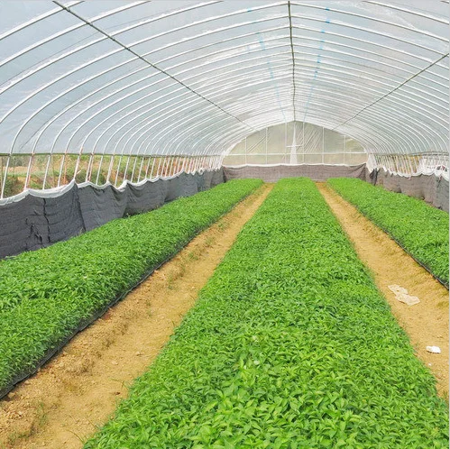 Hangmei Economic single span greenhouse poly tunnel invernadero smart for