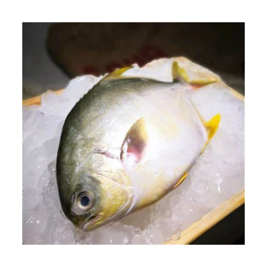 
Promotional Good Quality IQF Frozen Golden Pompano Pomfret Fish Seafood for Restaurant 