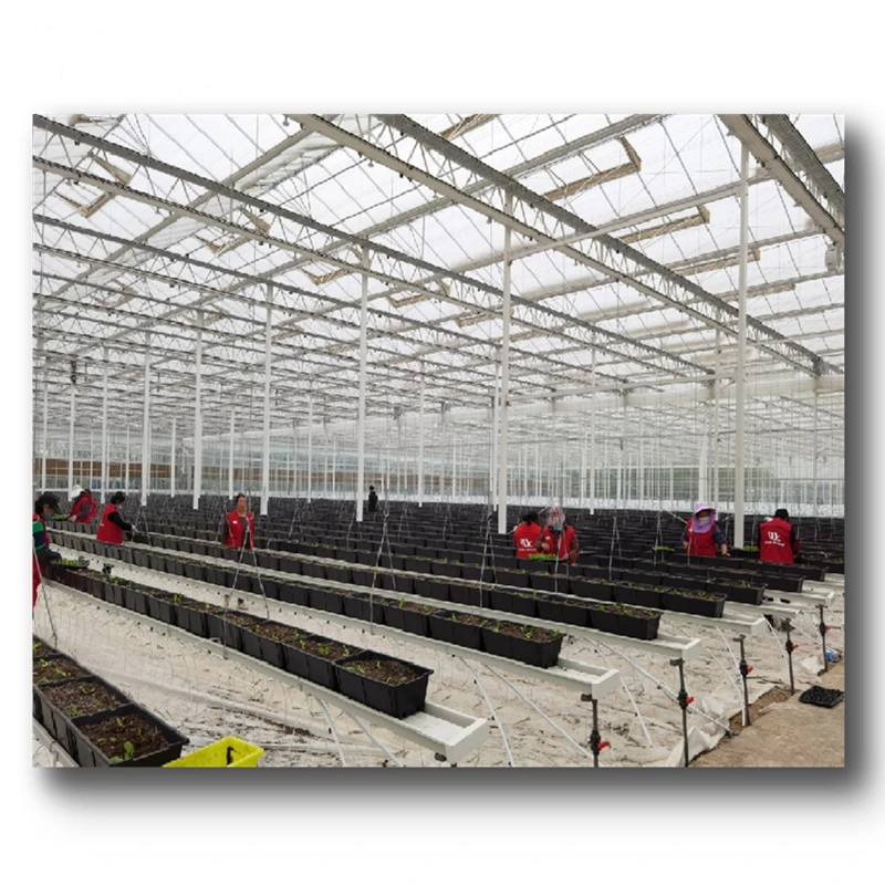 Strawberry/Lettuce/Flower/Herb Cultivation Systems in Greenhouse Hydroponics Farm Agriculture