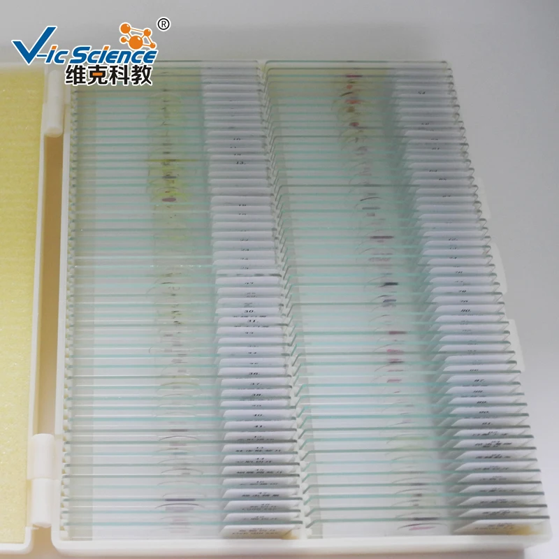 Animal Histology Microscope Slide Student Prepared Slides for Learning