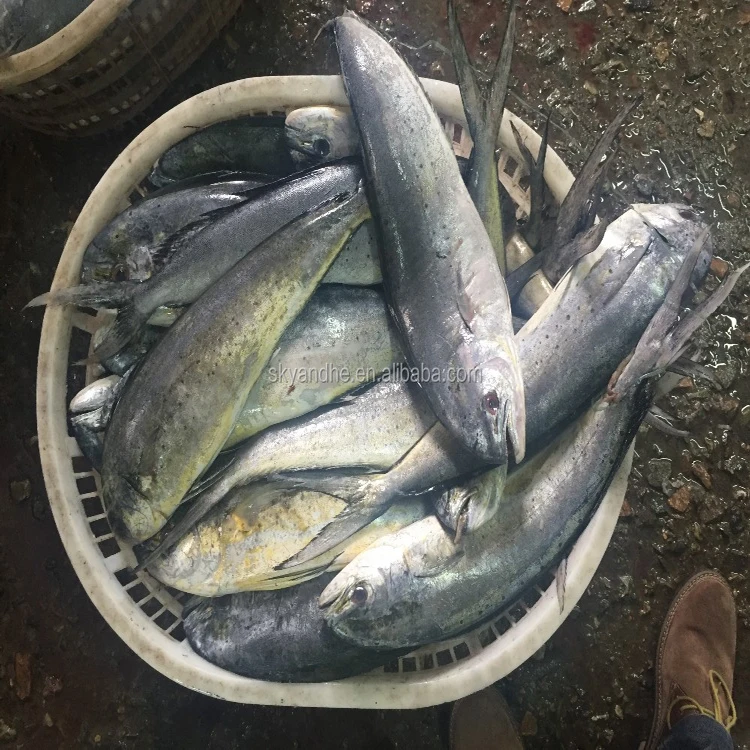 Здоровая большая белая синяя Тихоокеанская свежая доставка замороженная скумбрия сырье блоки в наличии