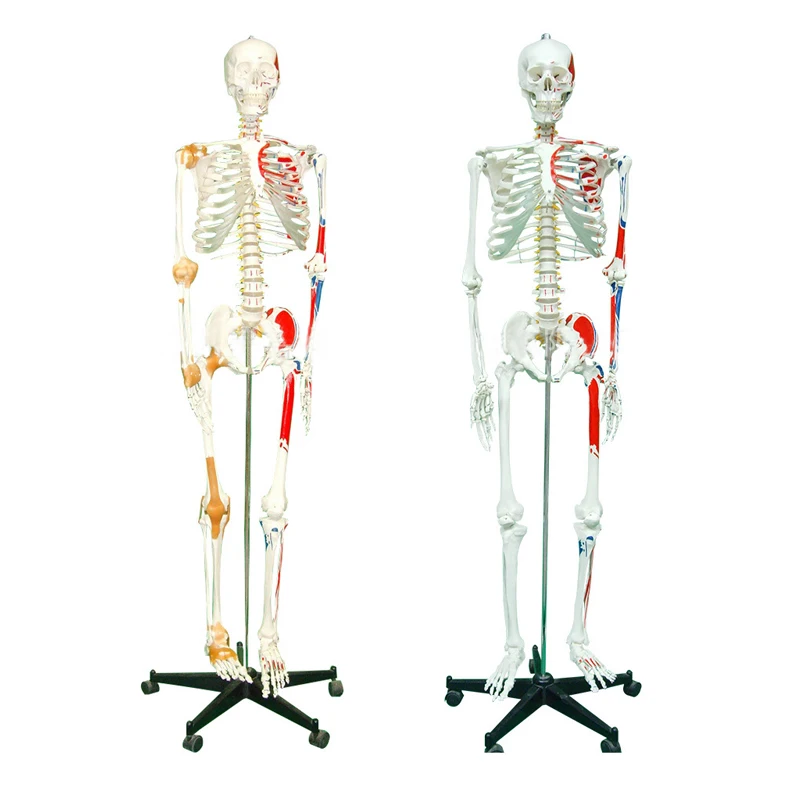 Hot Sale Medical Science Medical Anatomical Model Anatomy Model Human Skeleton Model