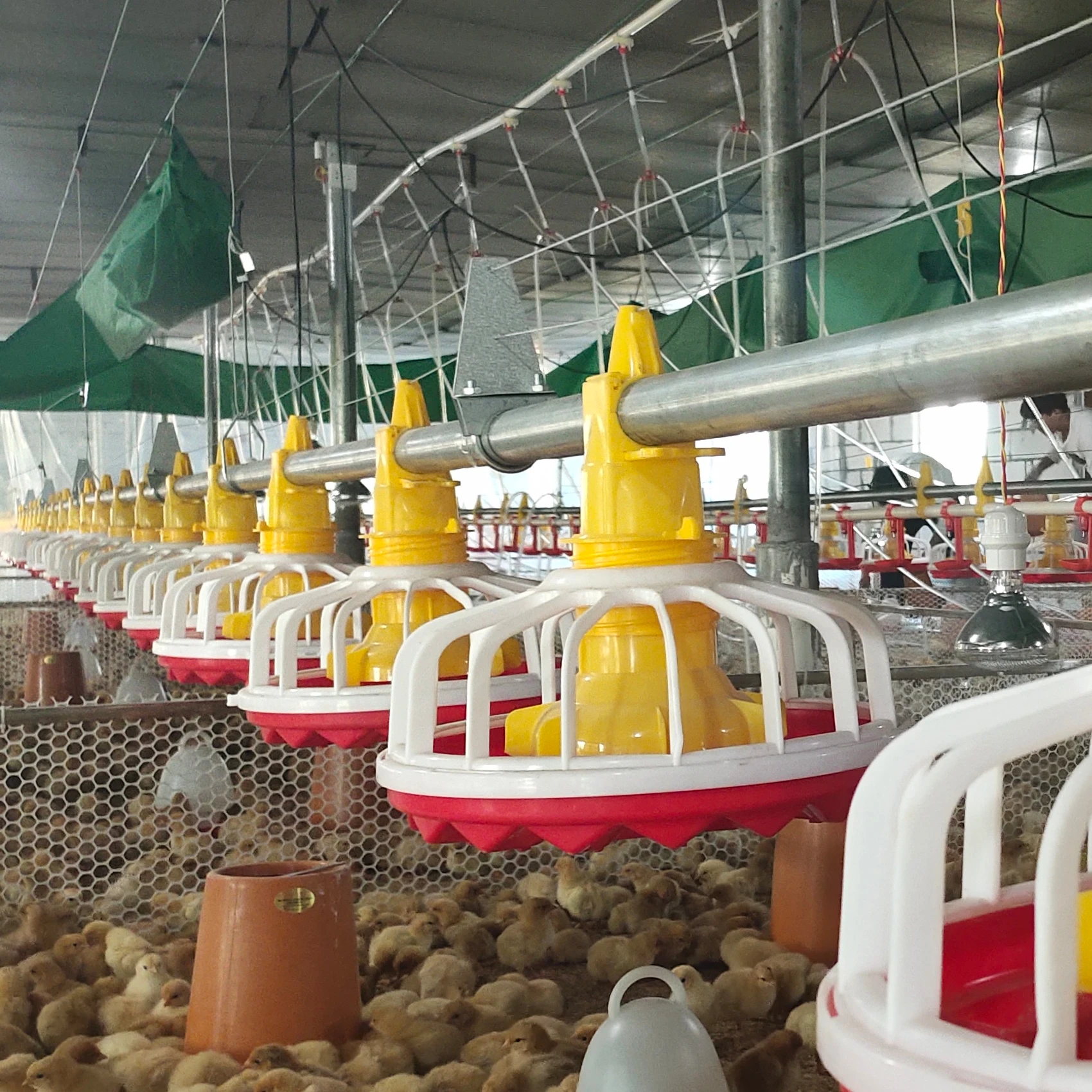 pan feeding system  for broiler layer chicken drinkers automatic pan feeding system