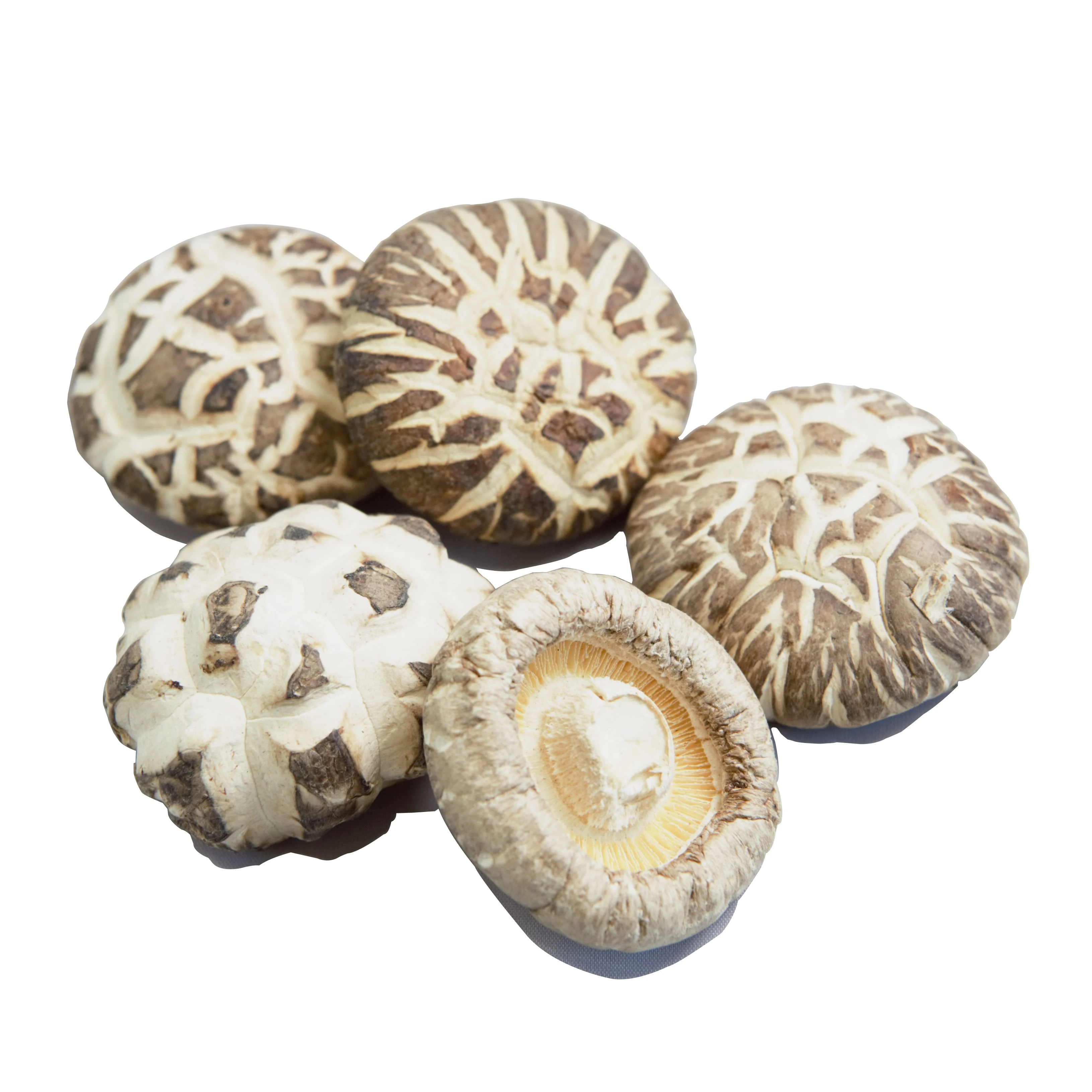 Superior Quality Driedshiitake Mushroom Magic Mushroom