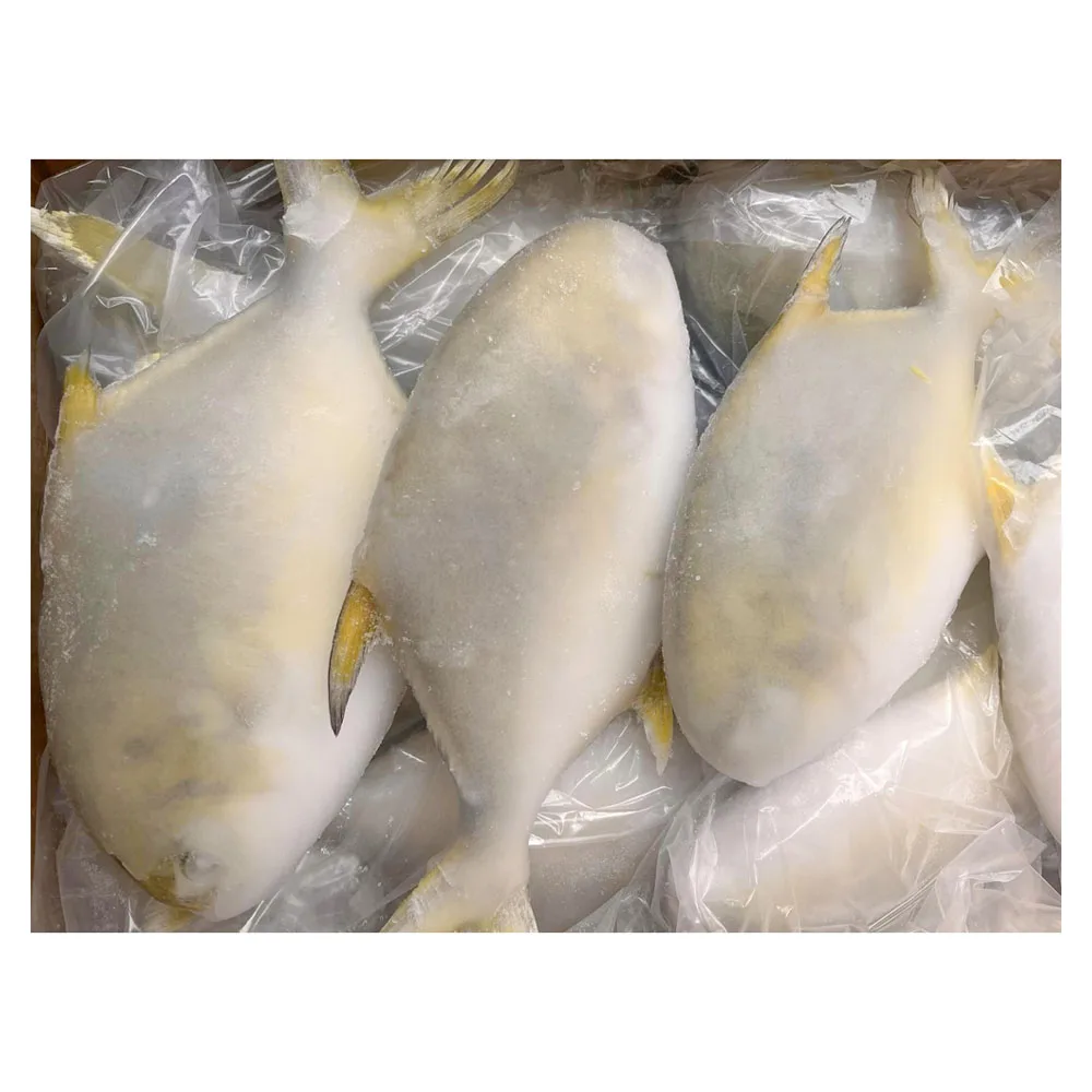 China export factory price wholesale pompano fish high quality frozen golden pompano fish pomfret
