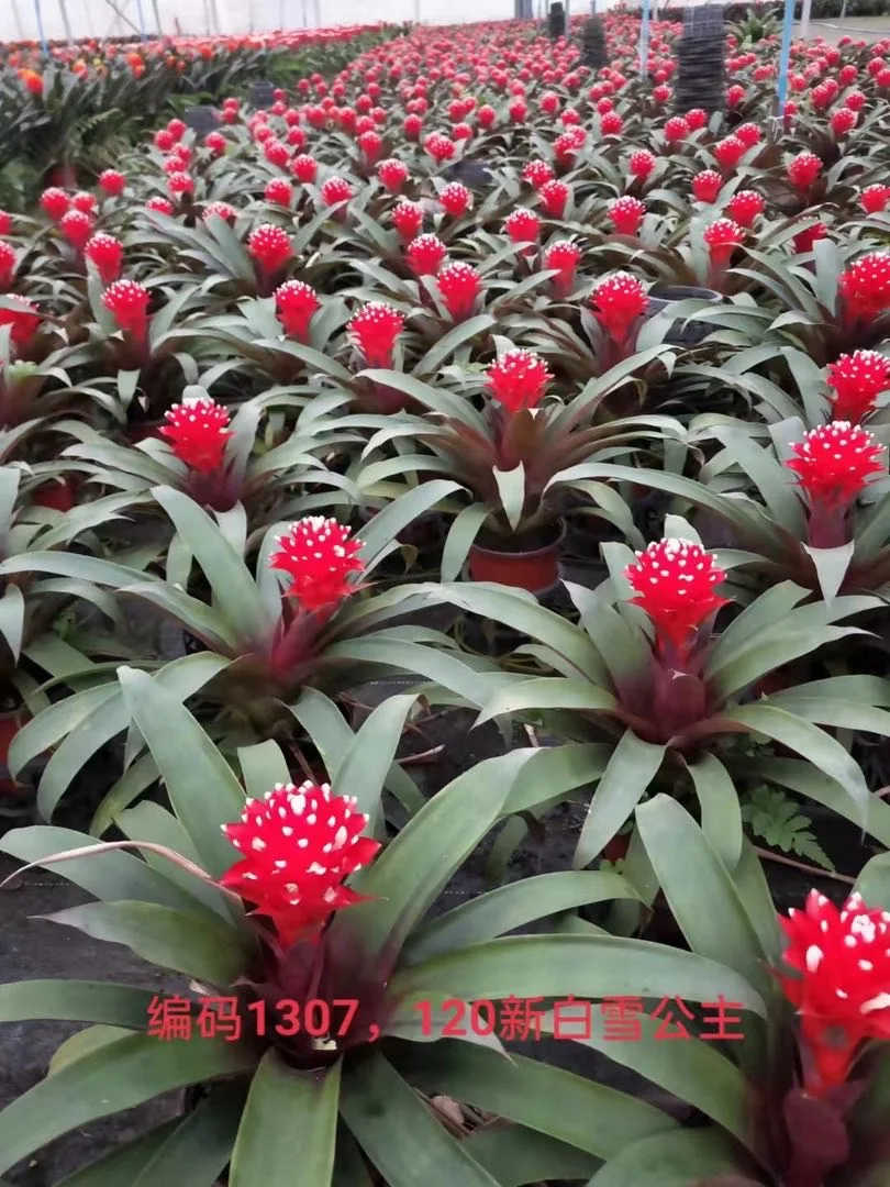 Indoor flower green planting plants