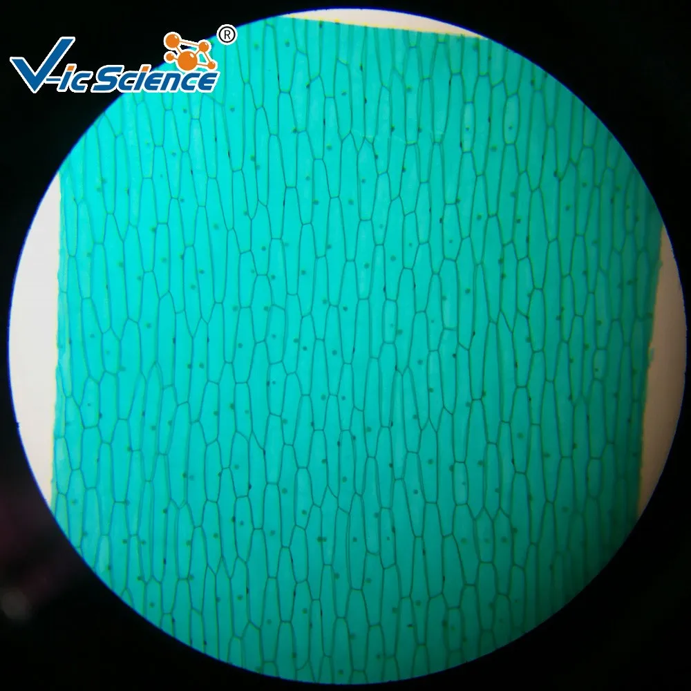 laboratory microscope prepared glass slides Botany Microscope Slide Plant Mitosis for Microscopes Plant Tissue Slides fungi