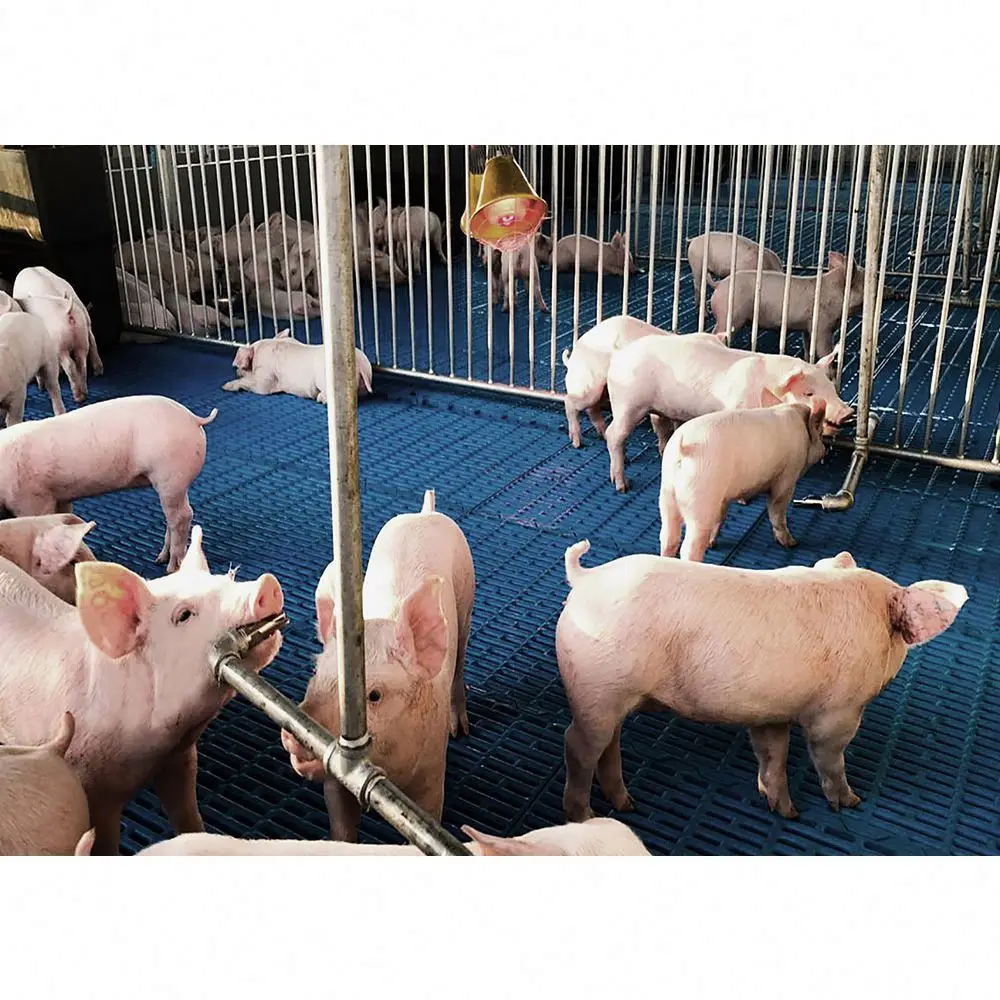 Изготовленный на заказ Новый продукт удобный и экологически чистый прочный свиноводческое оборудование ящик для откорма свиней