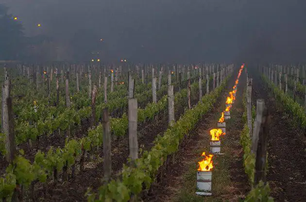 Anti-Frost candle  Grape antifreeze candle Outdoor fruit garden Antifreeze candles