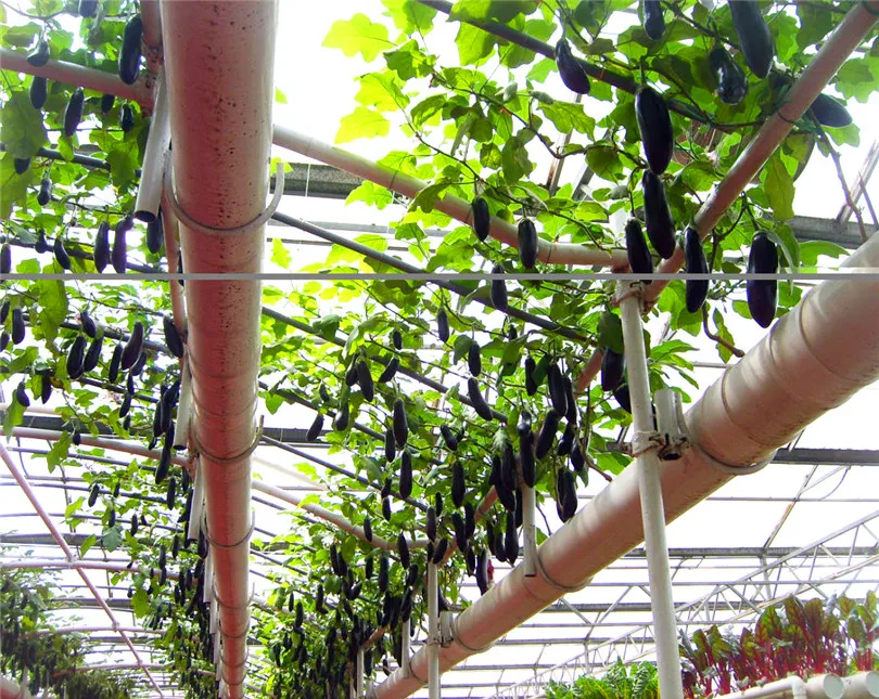 agriculture equipment/cheap arch pipe greenhouse for sale/Solar tomato greenhouse for sale