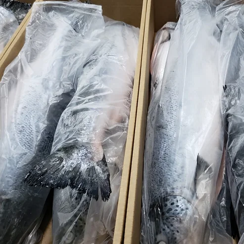 Замороженный Атлантический Лосось HON(SALMO SALAR 5-6