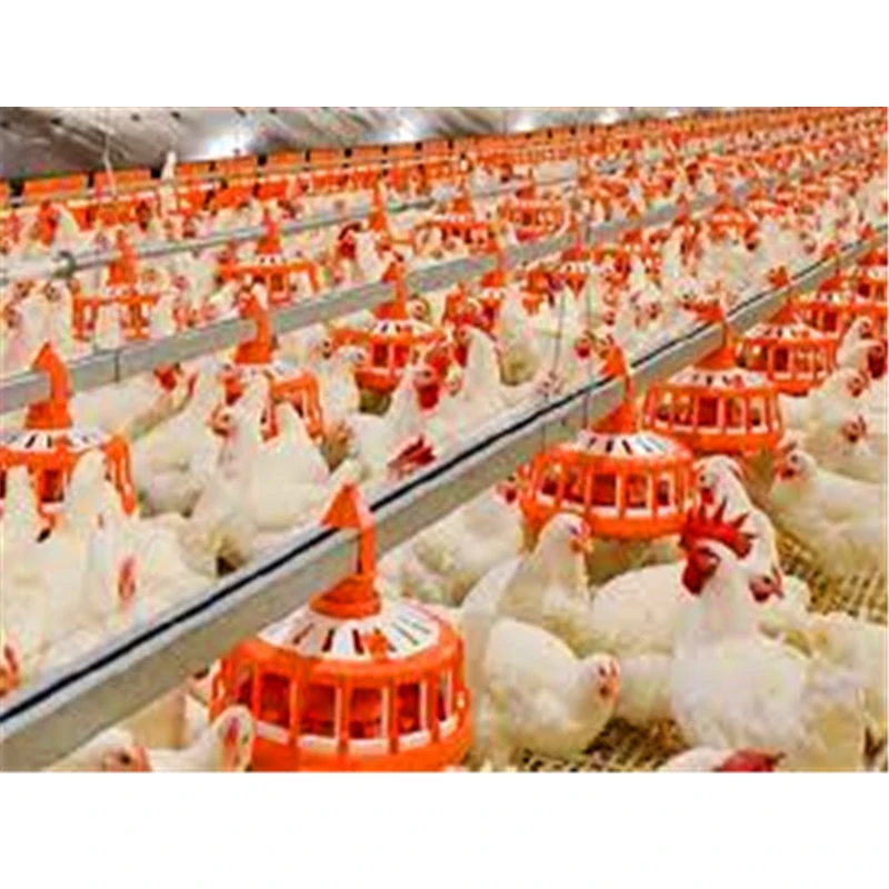 Industrial Chicken Coop House for Broiler/Layer Steel Chicken House