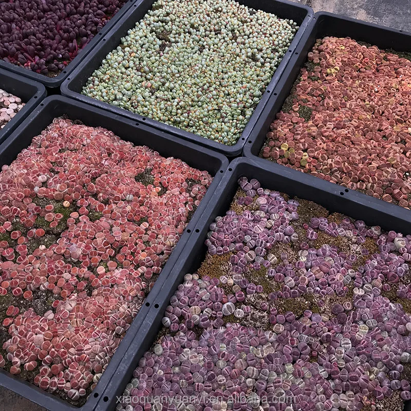 
violet Lithops in bonsai Wholesale sales of all kinds of Dendrobium lithops 