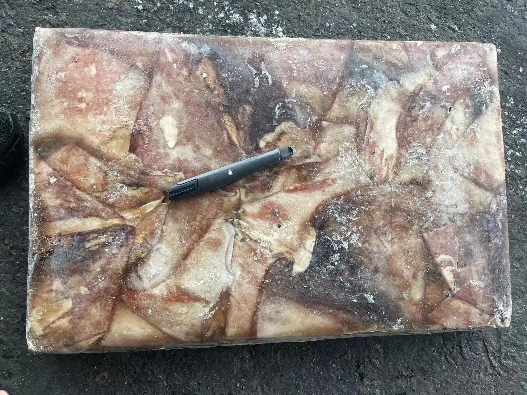 Good Quality Seafrozen Raw Material 1000-2000g Frozen Equator Squid Wing