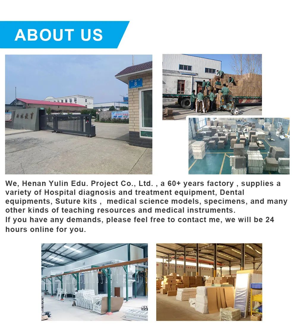 Medical Science WHOLE BODY ABDOMINAL PUNCTURE MODEL Used for Doctors and Nurses to Demonstrate Bone Marrow Puncture