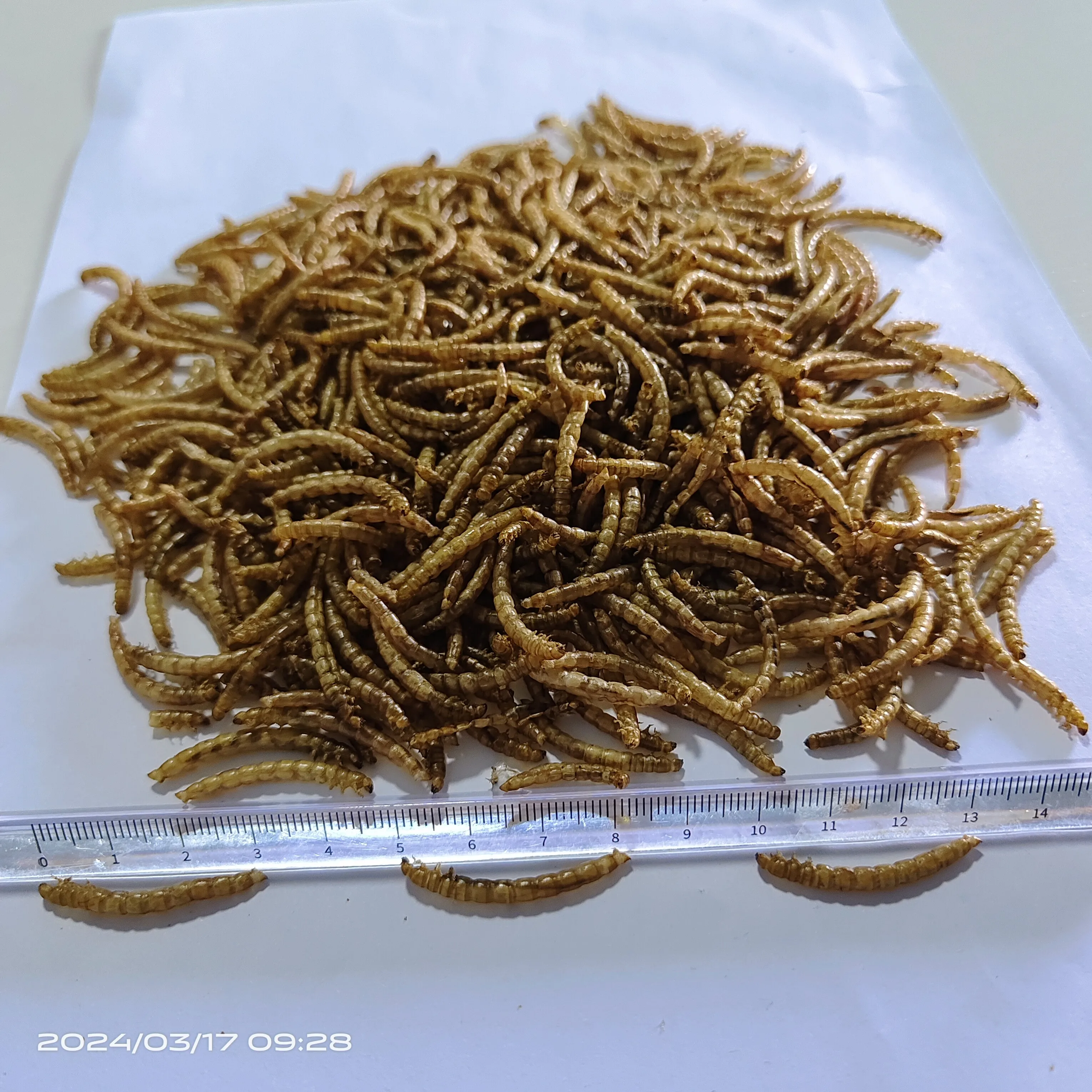 Top Grade Dry Food High Nutrition Dried Mealworms for Fish