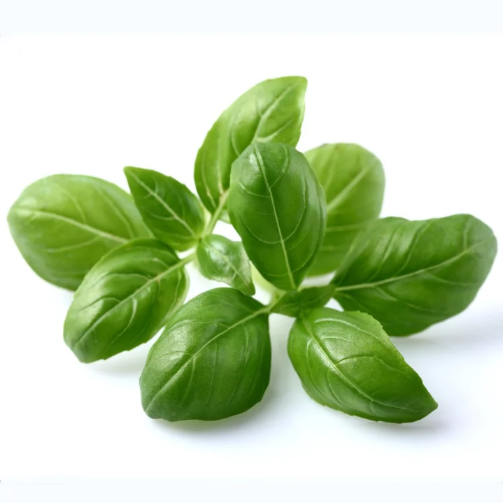Sweet Basail Seeds French Greek Food Green Ocimum Seeds For Planting