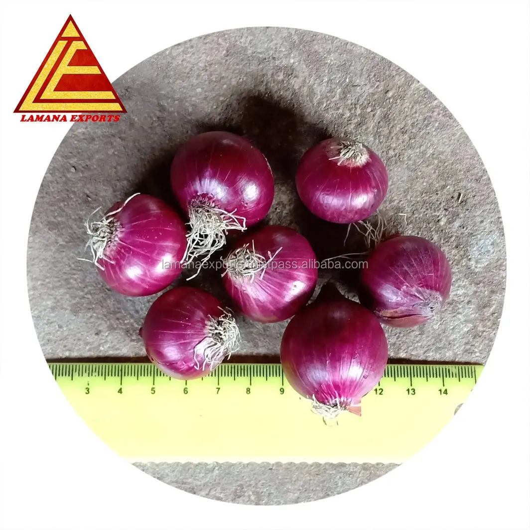 
KP Rose Onion New Crop for Malaysia Singapore Vietnam 25mm Fresh Non-peeled Common Round Liliaceous Vegetables 